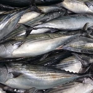 BONITO ENTERO CONGELADO