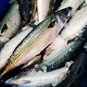 CABALLA ENTERA CONGELADA