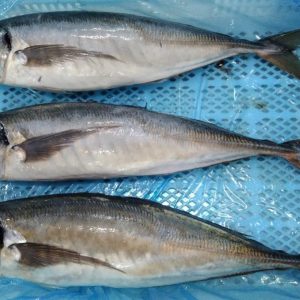 JUREL ENTERO CONGELADO