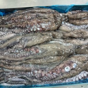 PULPO ENTERO CONGELADO