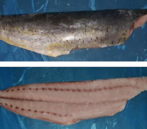 FILETE DE MAHI MAHI C/PIEL CONGELADO IQF