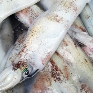 CALAMAR ENTERO CONGELADO