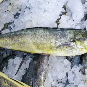 MAHI MAHI ENTERO CONGELADO