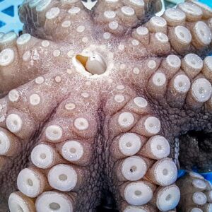 PULPO ROSETA CONGELADO IQF