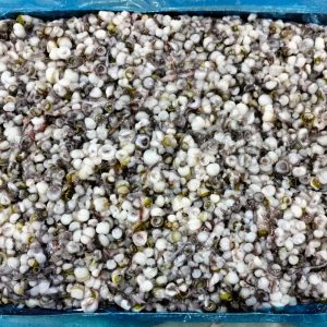 VENTOSAS DE POTA CONGELADAS